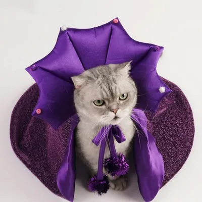 IntiMeg Costume de sorcier pour un chat