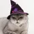 IntiMeg Costume de sorcier pour un chat