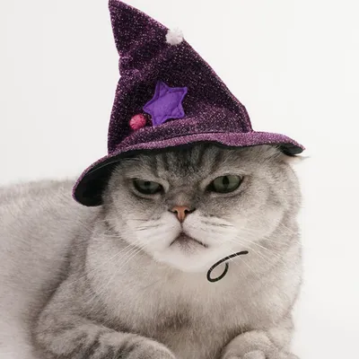IntiMeg Costume de sorcier pour un chat