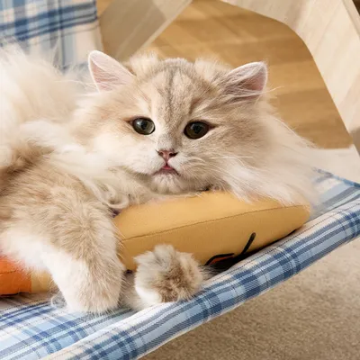 Jouets pour chats à l'herbe à chat Poisson amusant