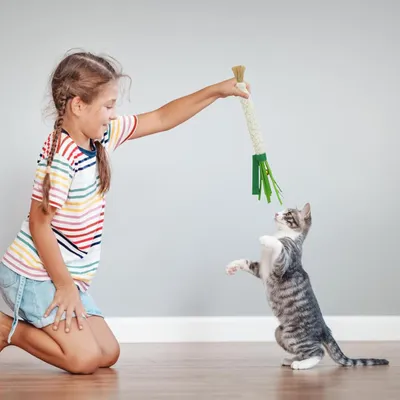 Bâtonnet à mâcher à l'herbe à chat avec corde en coton enveloppée