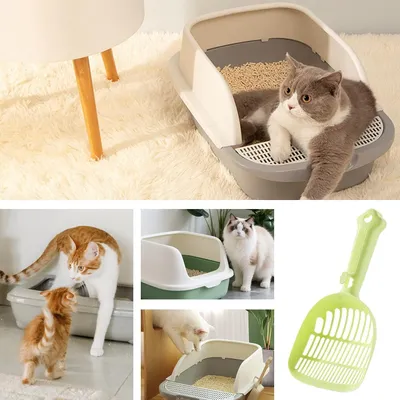 Pelle et tamis à litière pour chat