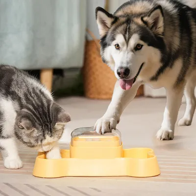 UAMLY Jouet distributeur de friandises pour chien