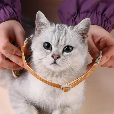 UAMLY Conjunto de arnés y correa para gato (zanahoria)