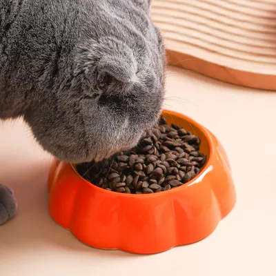 Gamelle en céramique pour chat - citrouille