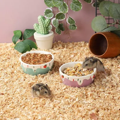 Gamelle pour hamster