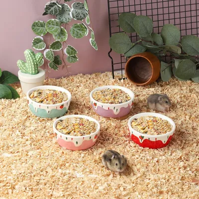 Gamelle pour hamster