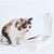 Mangeoire et abreuvoir pour chat avec distributeur d'eau automatique