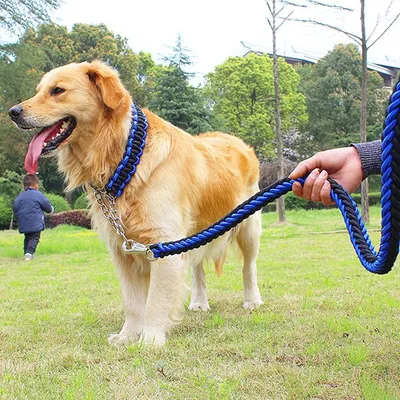 Ensemble collier et laisse pour chien