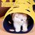UAMLY Jouet tunnel pliable pour chat