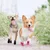 IntiMeg Plüsch-Schutzschuhe für Hunde IntiMeg Plüsch-Schutzschuhe für Hunde