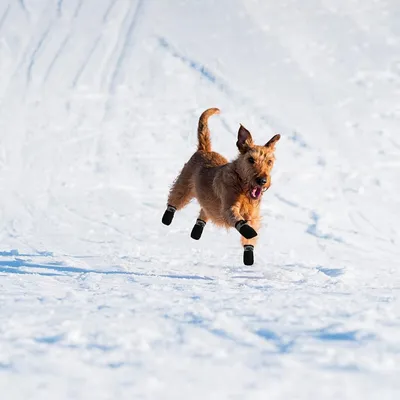 IntiMeg Plüsch-Schutzschuhe für Hunde IntiMeg Plüsch-Schutzschuhe für Hunde