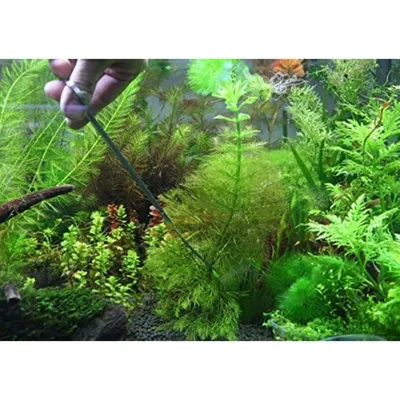 IntiMeg Grattoir en acier inoxydable pour aquarium