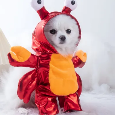 FurryFusion Halloween-Kostüm für Hunde in Form einer roten Krabbe FurryFusion Halloween-Kostüm für Hunde in Form einer roten Krabbe