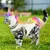 IntiMeg Costume de licorne pour chat