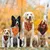 IntiMeg Halloween-Bandanas für Hunde IntiMeg Halloween-Bandanas für Hunde