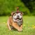 IntiMeg Halloween-Hüte für Hunde und Katzen, 5er-Set IntiMeg Halloween-Hüte für Hunde und Katzen, 5er-Set