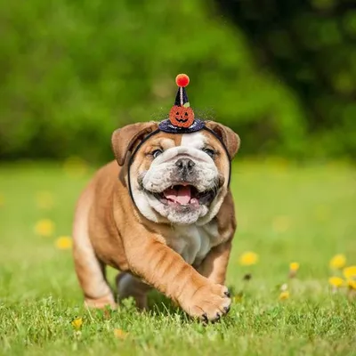IntiMeg Halloween-Hüte für Hunde und Katzen, 5er-Set IntiMeg Halloween-Hüte für Hunde und Katzen, 5er-Set