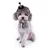 IntiMeg Halloween-Hüte für Hunde und Katzen, 5er-Set IntiMeg Halloween-Hüte für Hunde und Katzen, 5er-Set