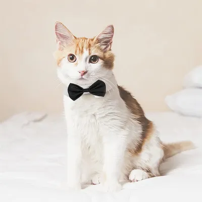 IntiMeg Lot de 2 Cravates et nœuds papillon pour Chien et Chat