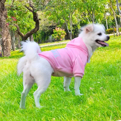 IntiMeg Pullover für Hunde, Blau