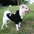 IntiMeg Pullover für Hunde, Blau