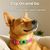 IntiMeg Colliers anti-puces pour Chien,Contient deux capsules