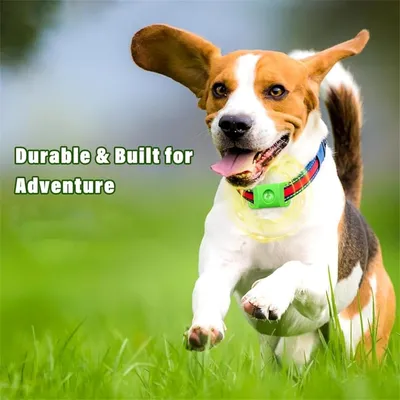 IntiMeg Colliers anti-puces pour Chien,Contient deux capsules