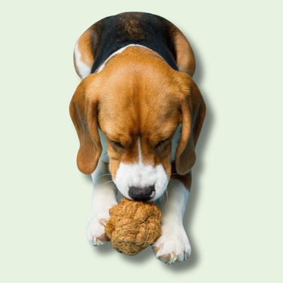 Boule de coco pour chiens – Jouet à mâcher 100 % naturel