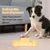 IntiMeg Jeu d'intelligence Fun Puzzle pour chien