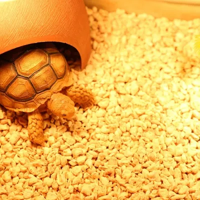 ZooVenture Sans Poussière Litière Pour Lapins Écureuils Hamsters