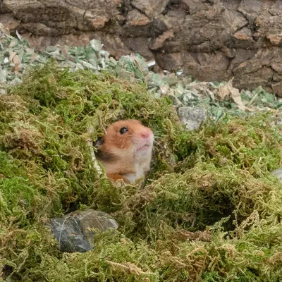 ZooVenture Musgo forestal como lecho para animales pequeños