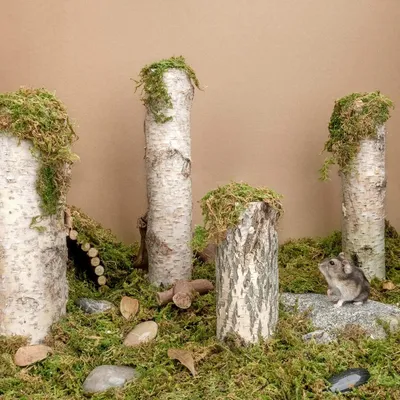 ZooVenture Musgo forestal como lecho para animales pequeños