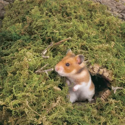 ZooVenture Musgo forestal como lecho para animales pequeños