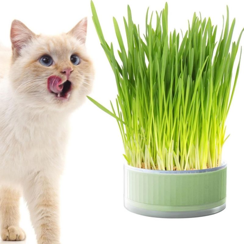 ZooVenture Jardinière à Herbe de Chat 12*12*5CM