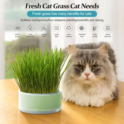 ZooVenture Jardinière à Herbe de Chat 12*12*5CM