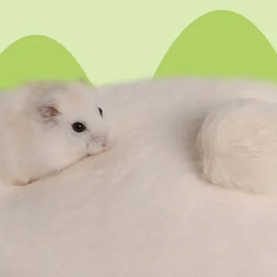 ZooVenture Nido suave para mascotas