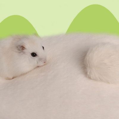 ZooVenture Doux Petit Nid Pour Animal Domestique