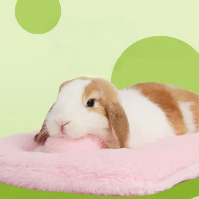 ZooVenture Doux Petit Nid Pour Animal Domestique