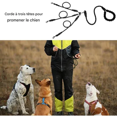 ZooVenture Corde de traction pour chien avec boucle rotative 360°