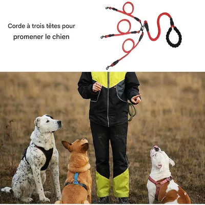 ZooVenture Corde de traction pour chien avec boucle rotative 360°