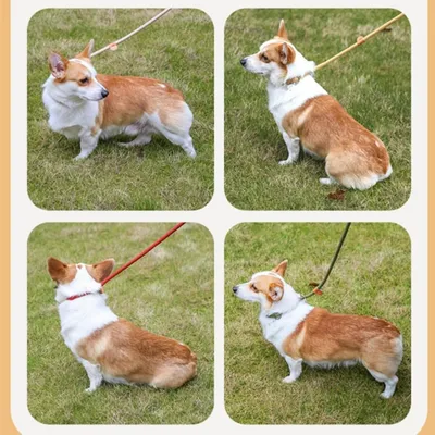 ZooVenture Laisse de dressage pour chiens et chats