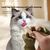 PetTribes Os en bois pour nettoyer les dents de votre chat.