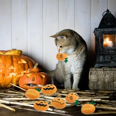 ZooVenture Lot de jouets en forme de citrouille d'Halloween pour chats
