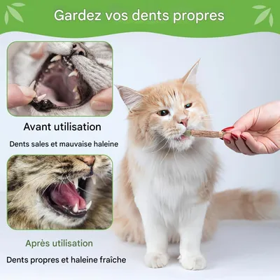ZooVenture Dentifrice 6 Pcs Bâtonnets Herbe À Chat