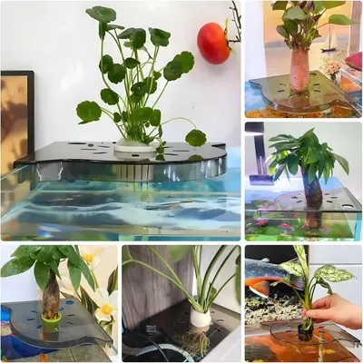 ZooVenture Pratique Support d'angle d'aquarium pour plantes aquatiques