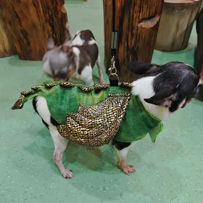 ZooVenture Harnais et laisse pour reptiles et petits animaux