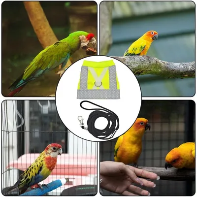ZooVenture Harnais pour oiseaux
