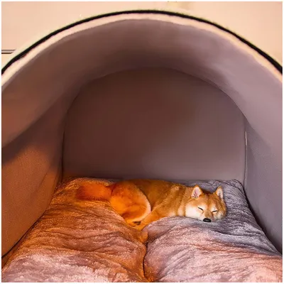 ZooVenture Tente pour chat et chien Avec rideau de porte