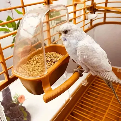 ZooVenture 3 pièces mangeoire et distributeur d'eau pour perroquets